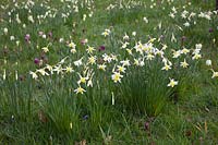 Historical Narcissi naturalised with fritillaries in grass at Great Dixter - Daffodils. Mandatory credit Jo Whitworth
