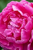 Close up of Magenta pink double Paeonia flower - Peony