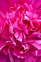 Close up of Magenta pink Paeonia flower - Peony