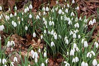 Galanthus 'Magnet' AGM - Snowdrops