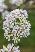 Pyrus communis - Pear 'Josephine de Malines' in blossom