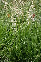 Melica altissima 'Alba', Heuchera sanguinea 'White Cloud'. RHS Chelsea Flower Show. Designer: Christopher Bradley-Hole