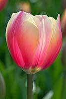 A Tulipa - tulip flowering in spring