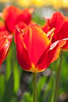 Tulipa - Orange Tulips with fringed petals flowering in spring