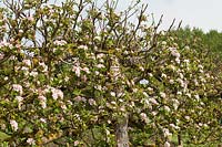 Malus domestica 'Sturmer Pippin' - an old Espalier Apple tree in blossom