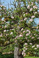 Malus domestica 'Sturmer Pippin' - an old Espalier Apple tree in blossom