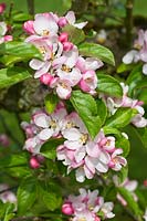 Malus domestica 'Cox's Orange Pippin' - Apple blossom