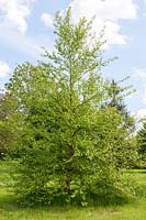 Betula nigra Tecumseh Compact = 'Studetec'