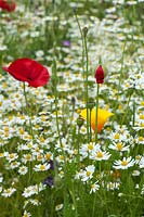 Wild flower meadow including Field Poppies, Californian Poppies, Corn Chamomile RHS Gardens Wisley