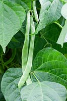 Climbing French Bean 'Northeaster' - flat green beans