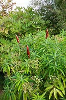 Pottery finials amongst plants in the Garden Pottery of Jonathan Garratt in Dorset