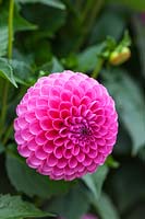 Dahlia 'Tahoma Lady Oh'