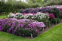 Aster beds, Waterperry Gardens, Oxfordshire