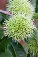 Castanea sativa - Sweet Chestnut