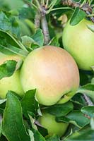 Malus domestica - Apple 'Goldrush' on tree