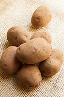 Potato EM10 'Mary's Rose'. A new organic maincrop potato.