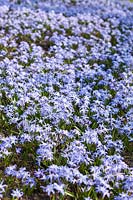 Chionodoxa luciliae - a carpet of blue flowers in spring