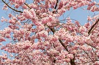 Prunus 'Accolade' AGM laden with blossom in Spring