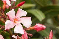 Nerium oleander Pink