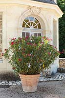 Nerium oleander flowering in a terracotta container by the 18th century Pavillon de l'Audience in the gardens of the Chateau de Villandry, France.