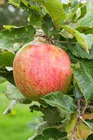 Malus domestica - Apple 'Marston Scarlet Wonder'