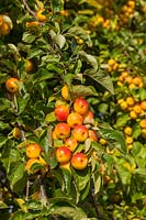 Malus 'Butterball' - Crabapple
