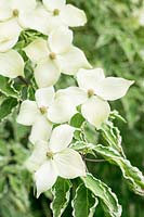 Cornus kousa Samaratin = 'Samzam' in flower