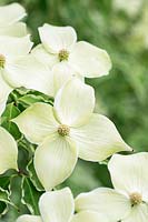 Cornus kousa Samaratin = 'Samzam' in flower