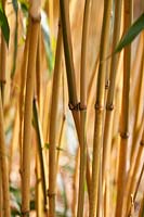 Semiarundinaria yashadake f. kimmei Bamboo stems