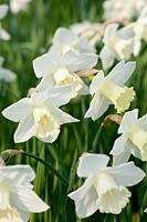 Narcissus 'White Nile' a Division 2 historical Brodie daffodil dating from pre-1916