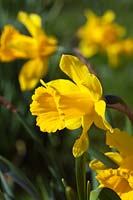Narcissus 'King Alfred' a historical Division 1 19th century daffodil dating from pre-1899