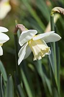 Narcissus 'Hispar' a Division 2 historical daffodil dating from pre-1948
