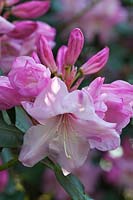 Rhododendron 'Mrs Walter Burns' flowering in spring