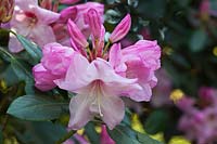 Rhododendron 'Mrs Walter Burns' flowering in spring