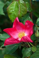 Rosa 'Rose of Picardy' syn Rosa 'Ausfudge' - Rose