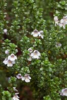 Prostanthera cuneata - Alpine Mint Bush