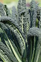 Brassica oleracea - Kale 'Black Tuscany' Cavolo Nero