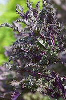 Brassica oleracea - Curly Kale 'Darkibor'