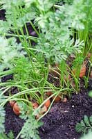 Carrot 'Resistafly' daucus carota
