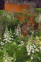 Contemporary garden with curved rusted corten steel panel, Digitalis 'Camelot Cream' and grasses RHS Hampton Court Flower Show