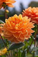 Dahlia 'Rancho'