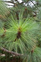 Pinus engelmanii - Pine