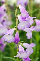 Penstemon 'Alice Hindley'