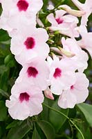 Pandorea jasminoides 'Rosea'