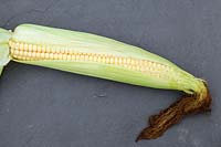Sweet Corn showing ripe kernels on a stone slate background