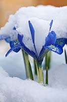 Iris histrioides 'Lady Beatrix Stanley' covered with snow