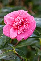 Camellia japonica 'Guilio Nuccio' AGM