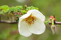 Rosa sericea - Silky Rose