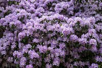 Rhododendron augustinii 'Electra'