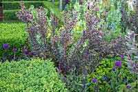 Support, The Husqvarna Garden. RHS Chelsea Flower Show 2016. Designer: Charlie Albone. Leucadendron and clipped Buxus.